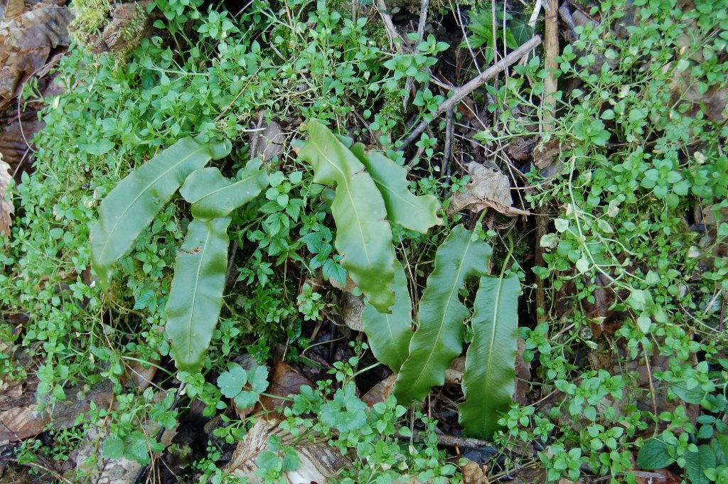 Asplenium scolopendrium